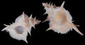 Murex Alabaster Shells measuring 4 to 5" SOLD OUT    42226