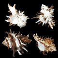 Long Spine Indivia Murex Shells measuring at Least 4" Sold Each    60526