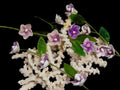 Rose cup Shell Flower Stem measuring 10"  sold each   61226