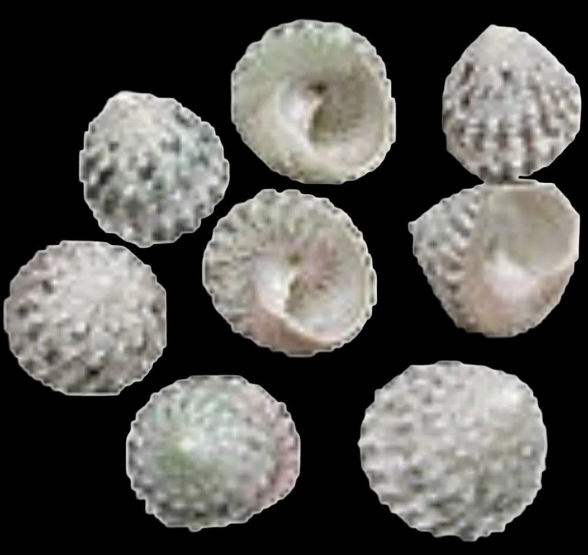 Trochus (Natural) 1/2 to 1" Shell Sold Each ####