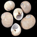 Nautica Lineata Shells measuring 3/4 to 1" Sold Each   60526