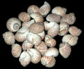 Nautica Tigrina Shells measuring 1/2 to 1"  Sold Each    60526