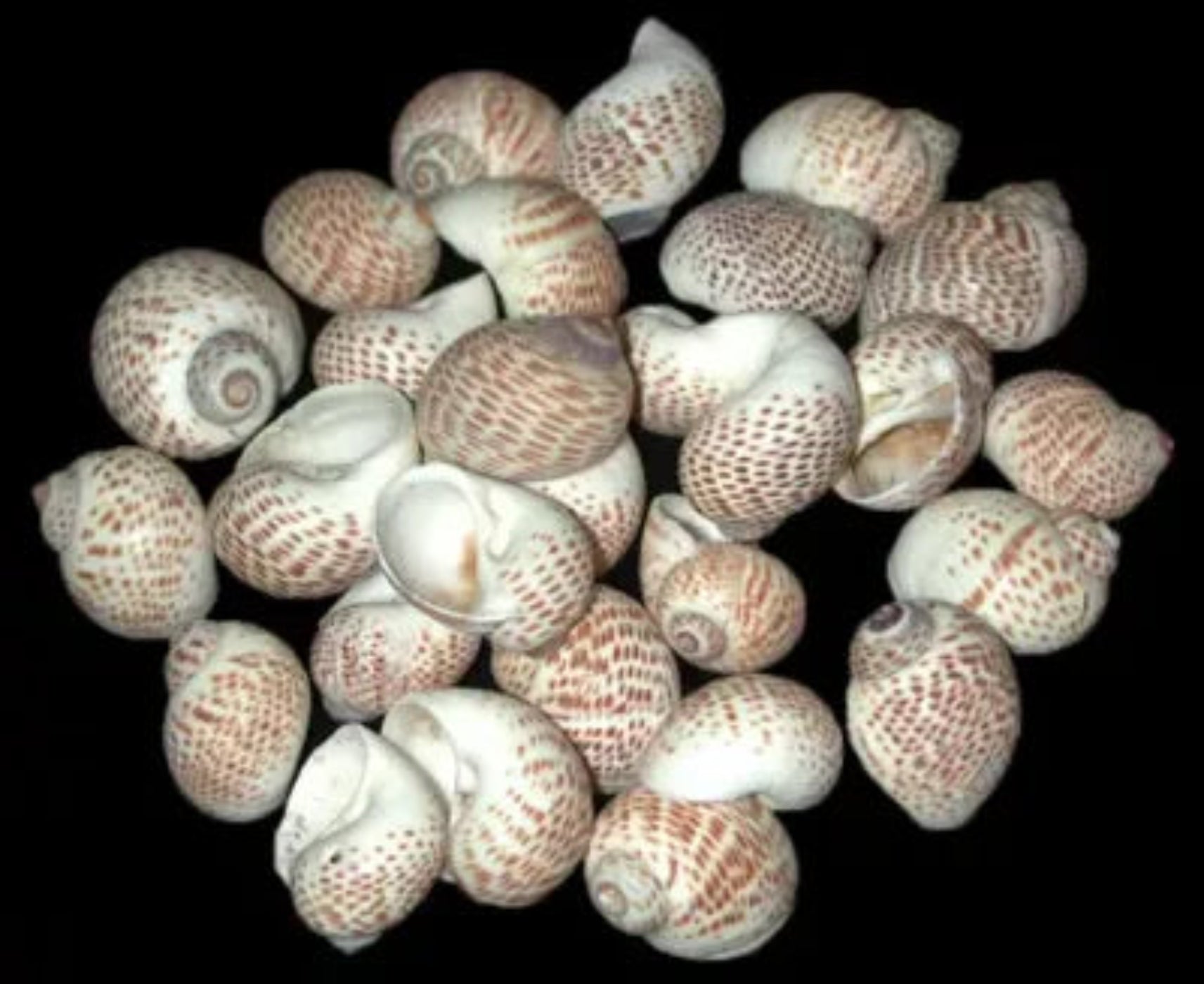 Nautica Tigrina Shells measuring 1/2 to 1"  Sold Each    60526