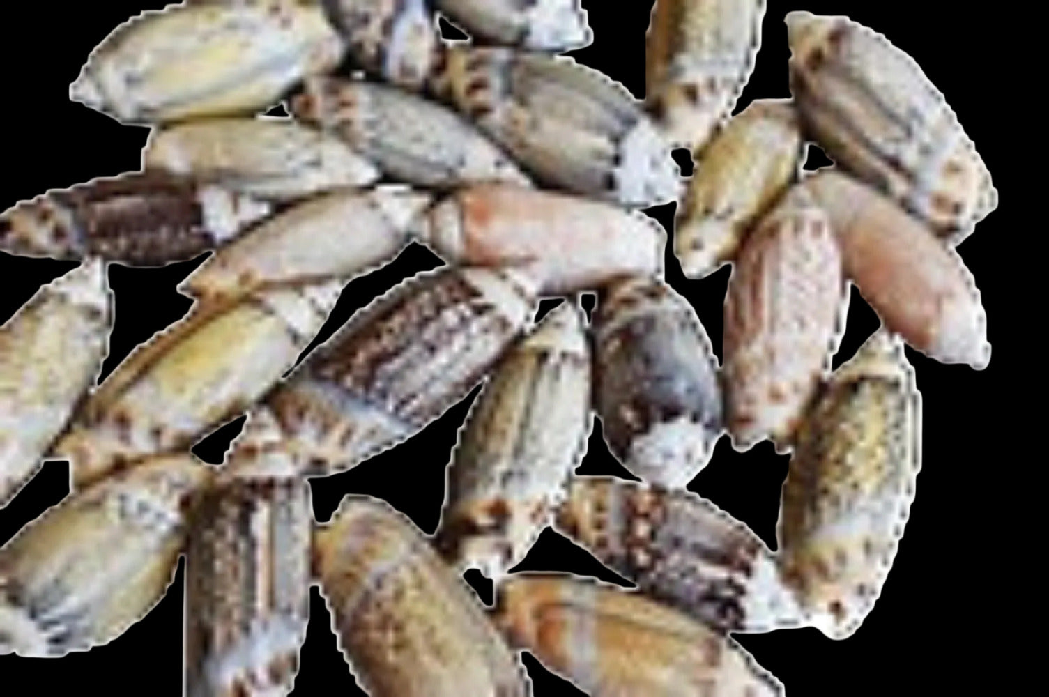 Olive Gibbosa 3/4 to 1 1/2" Shells Sold By The 1/4 LBS ####
