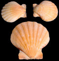 Orange Lions Paw Half Shells measuring at least 5" Sold Each Sold Each