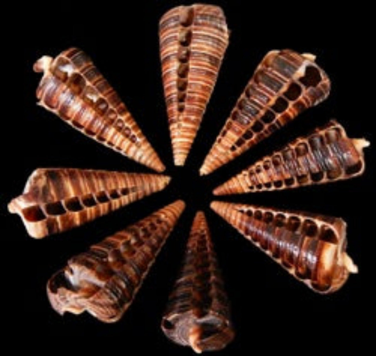 Cut Telescope Shells measuring 2 1/2 to 3" Sold Each  31726