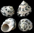 Arapica Pearl Banded shells 2 to 3" Shell Sold Each   ####