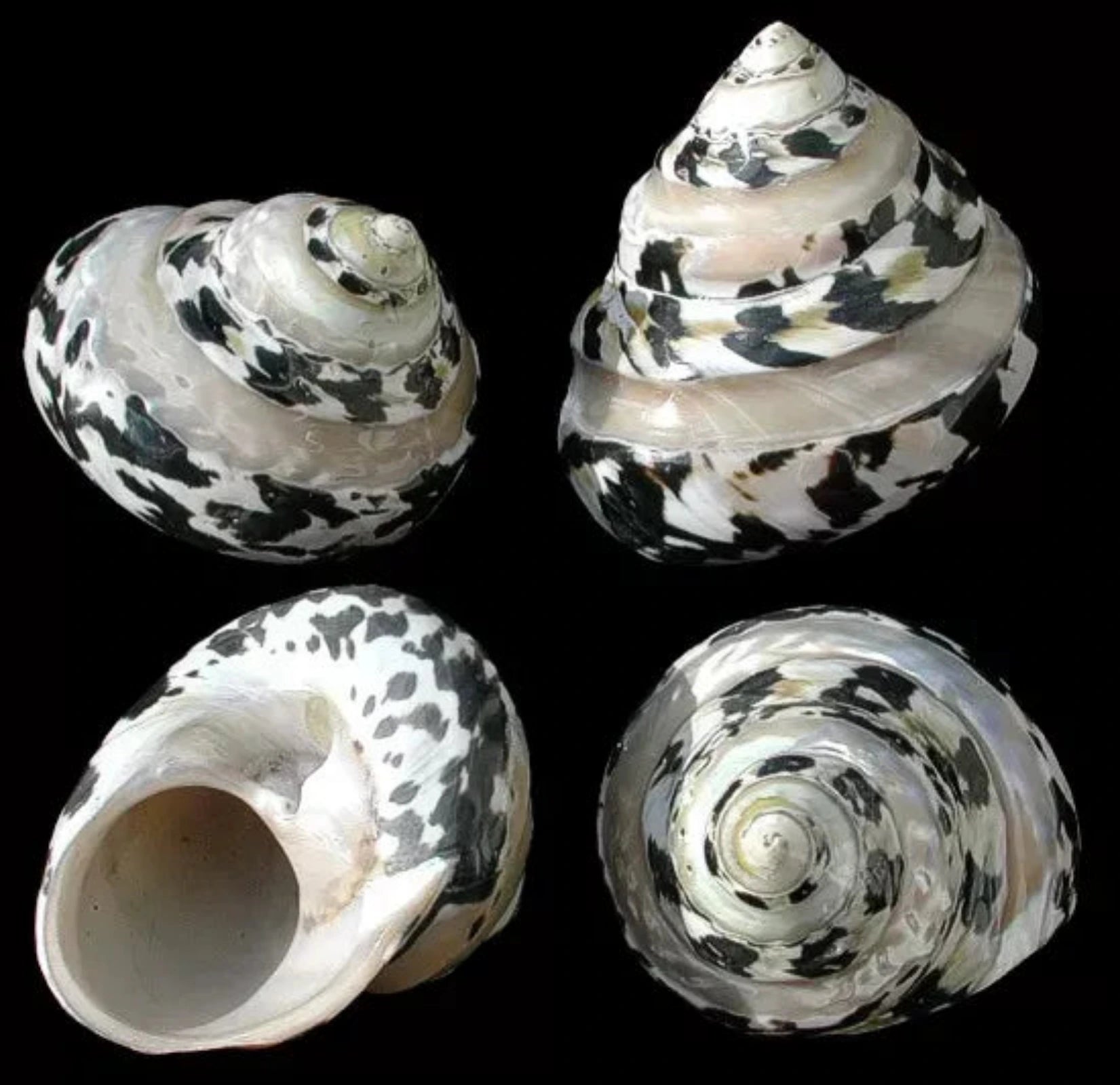 Arapica Pearl Banded shells 2 to 3" Shell Sold Each   ####