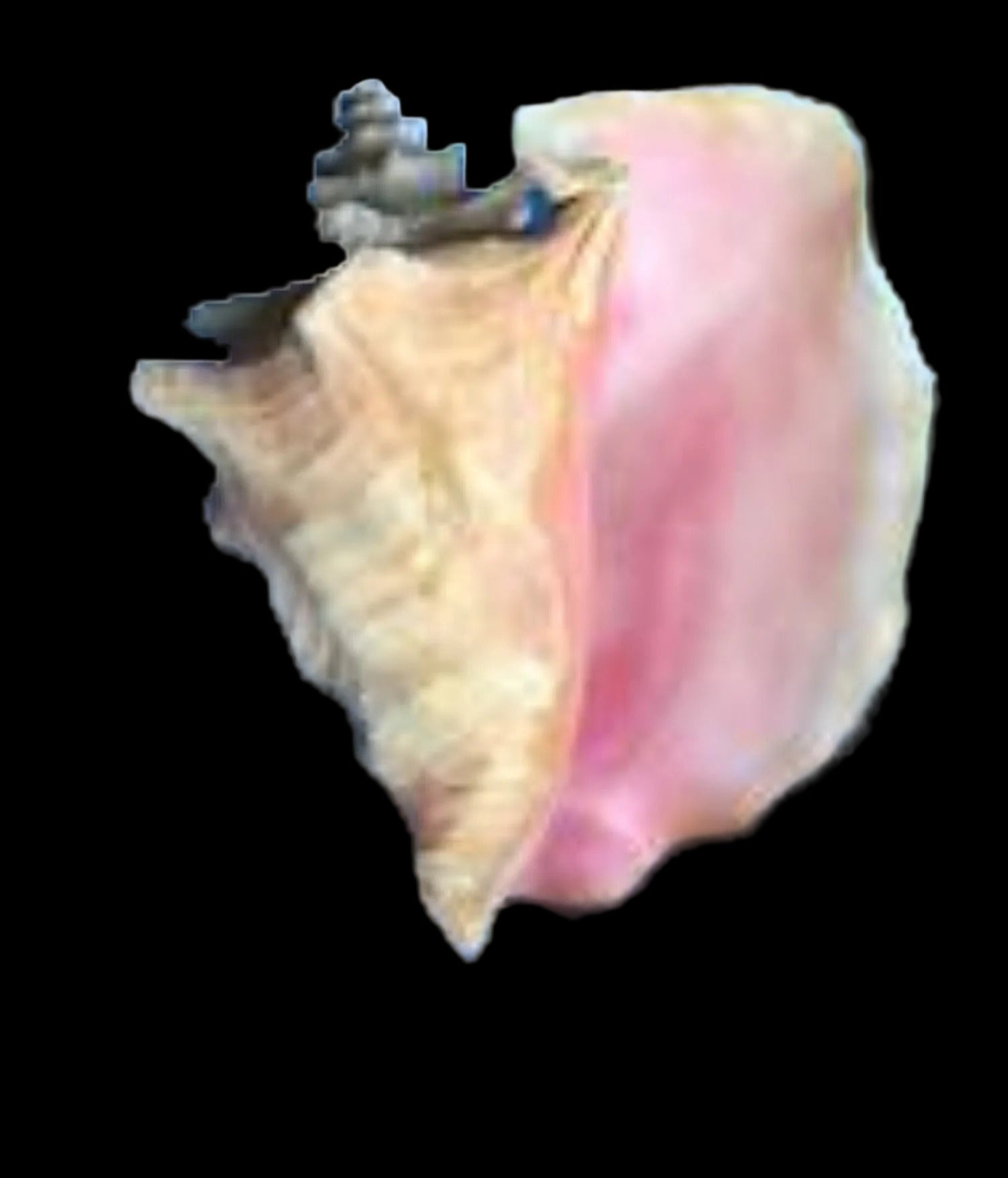 CONCH SHELL KNOWLEDGE BASE ####