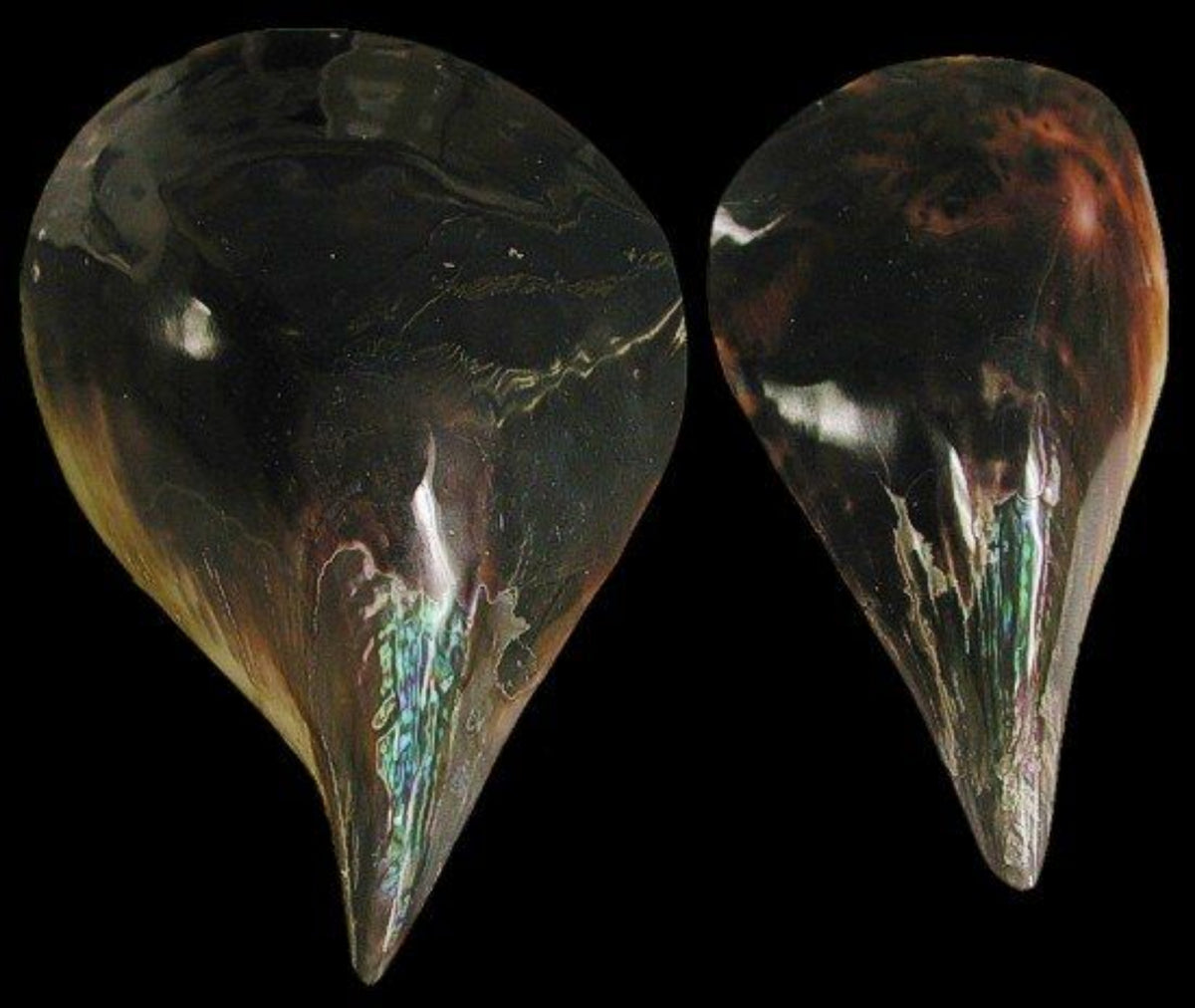 Delaware Pen Shell PEN SHELLS – shells-from-the-dawn-of-aquarius