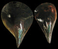 Polished Pen Shells measuring 6 1/2 to 8" Sold Each    60726