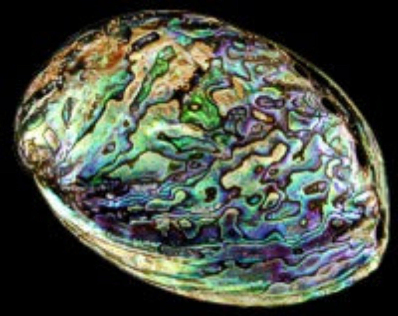 Abalone Paua Polished 4 to 5" Shell Sold Each ####
