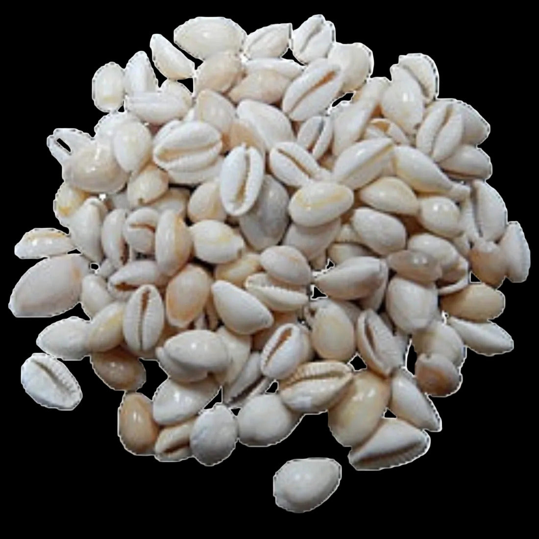 Cowry (Peach) 1/2 to 3/4" Shells Sold By 1/4 LBS  ####