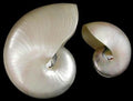 Pearl Nautilus Shells measuring 2"  Sold Each   60526