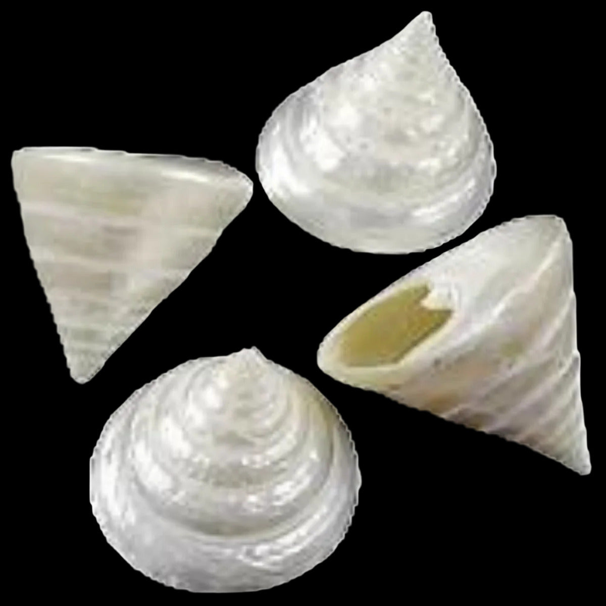 Troca (Pearl) At least 4" Shell Sold Each ####
