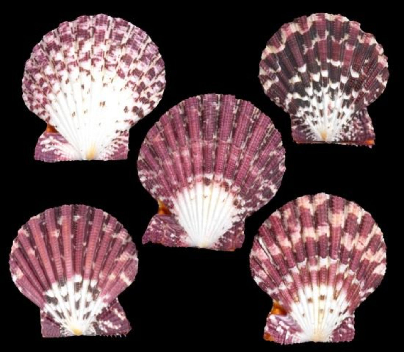 Pectin Pallium 3/4" Shell Pairs Sold Each ####