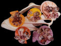 Pectin Shell Pairs with Attached Barnacles measuring at least 3"  Sold Each   60626