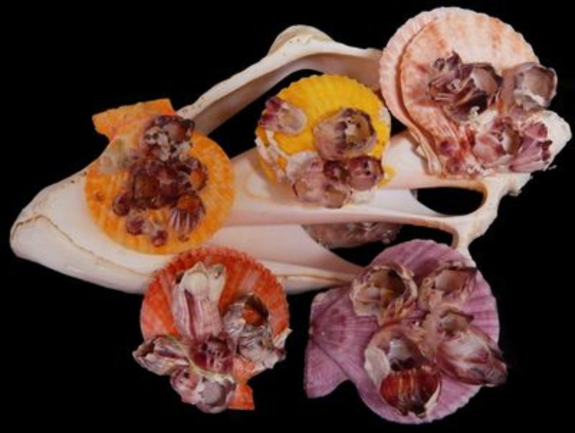 Pectin Shell Pairs with Attached Barnacles measuring at least 3"  Sold Each   60626