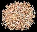 Philippine Melissa Shells - Approximately 1/4" Sold by the 1/4 pound  70526