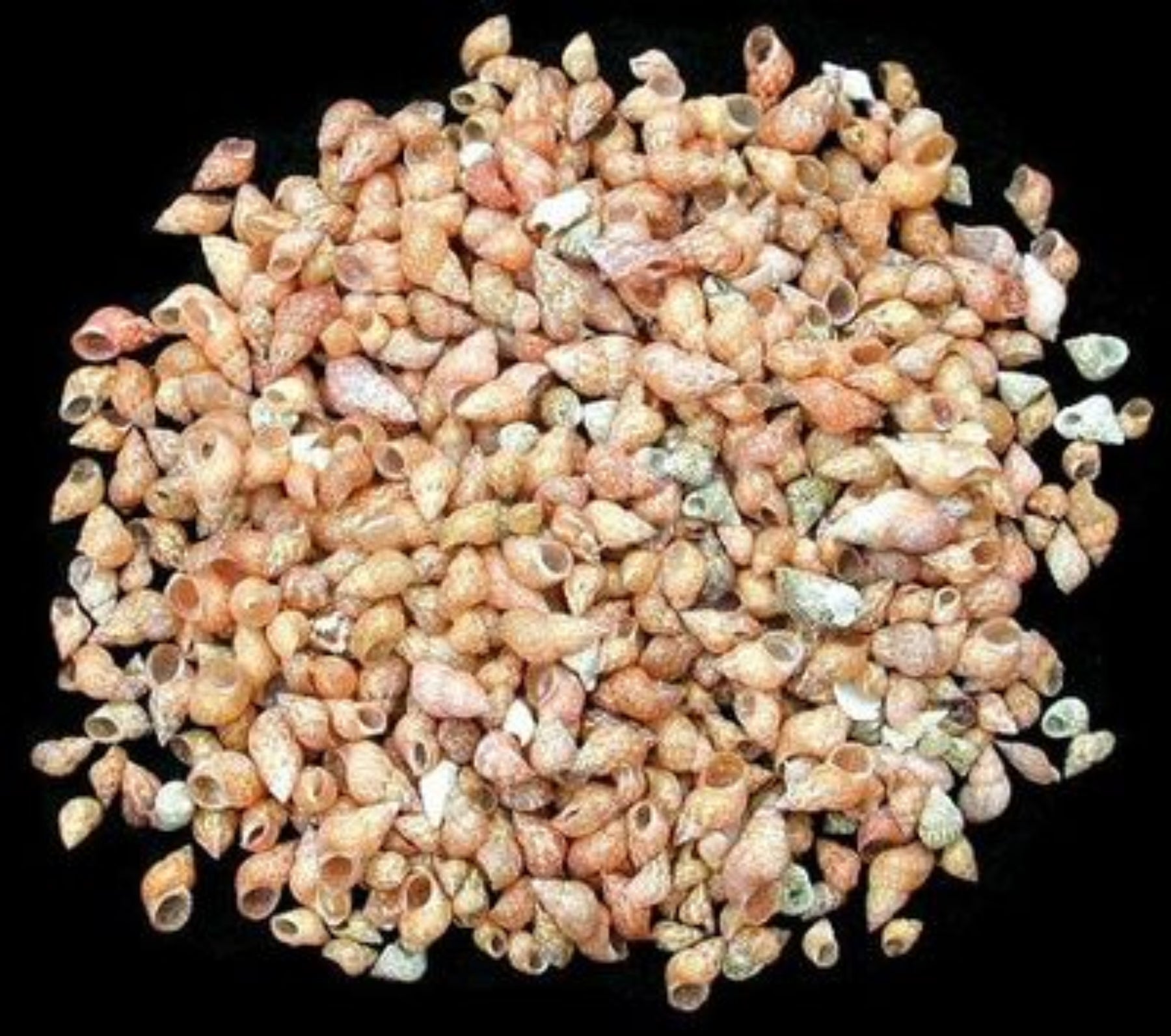Philippine Melissa Shells - Approximately 1/4" Sold by the 1/4 pound  70526
