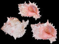 Pink Throat Murex Shells measuring 3 to 4"  Sold Each    60426