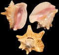 Pink Slit Back Conch Shells - 6 to 8" Sold Each   70426