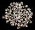 Planaxis Shells measuring 1/2" or Less Sold by the 1/4 LBS    60726