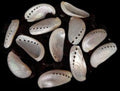 Abalone (Pearl) 2" Shells Sold Each ###
