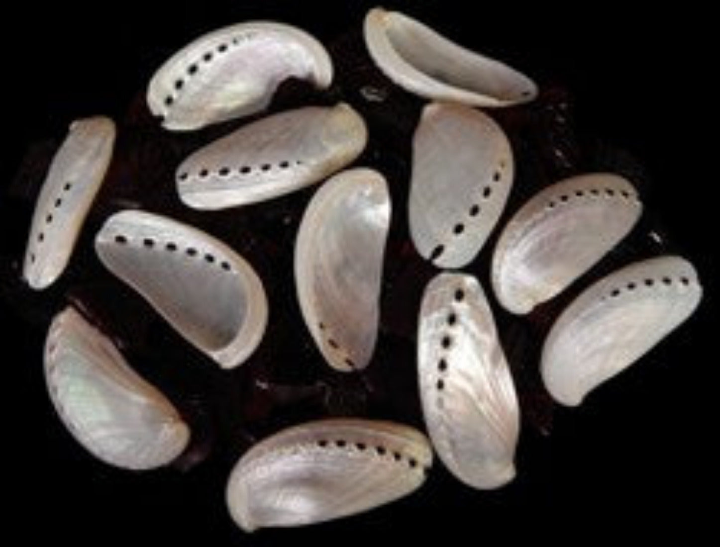 Abalone (Pearl) 2" Shells Sold Each ###