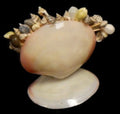 Polished Tiger Clam Container Holding Toothpicks measuring 5" Sold Each  61226