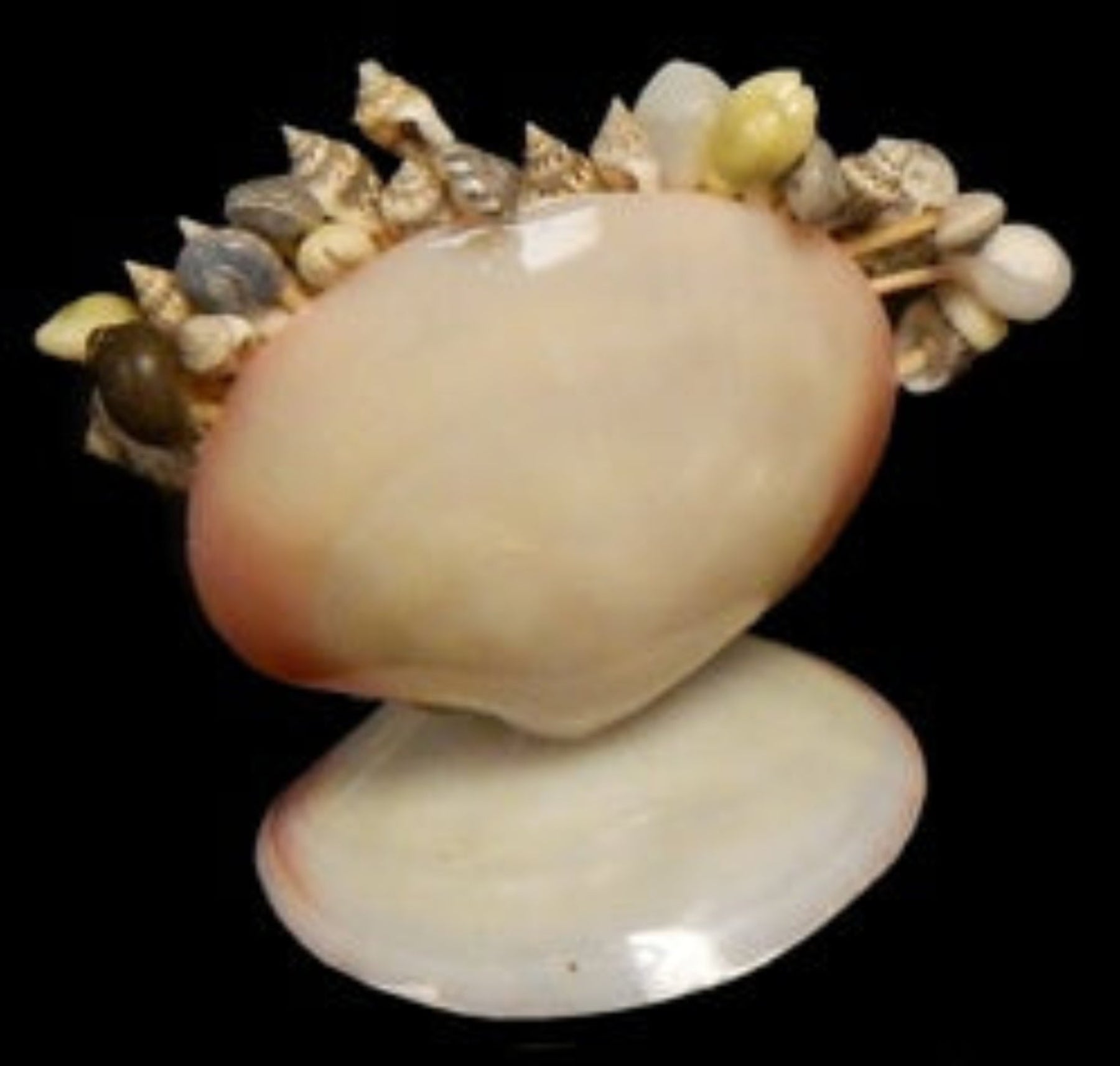 Polished Tiger Clam Container Holding Toothpicks measuring 5" Sold Each  61226