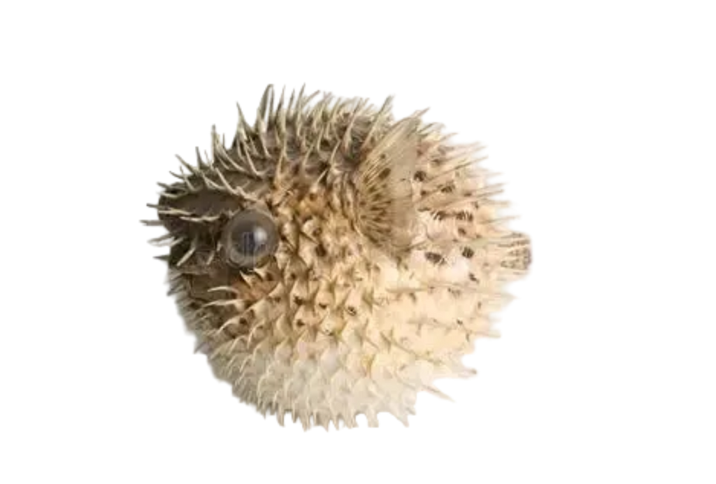 Preserved Porcupine Fish measuring 3 to 5" Sold Each     60726