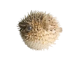 Preserved Porcupine Fish measuring 3 to 5" Sold Each     60726