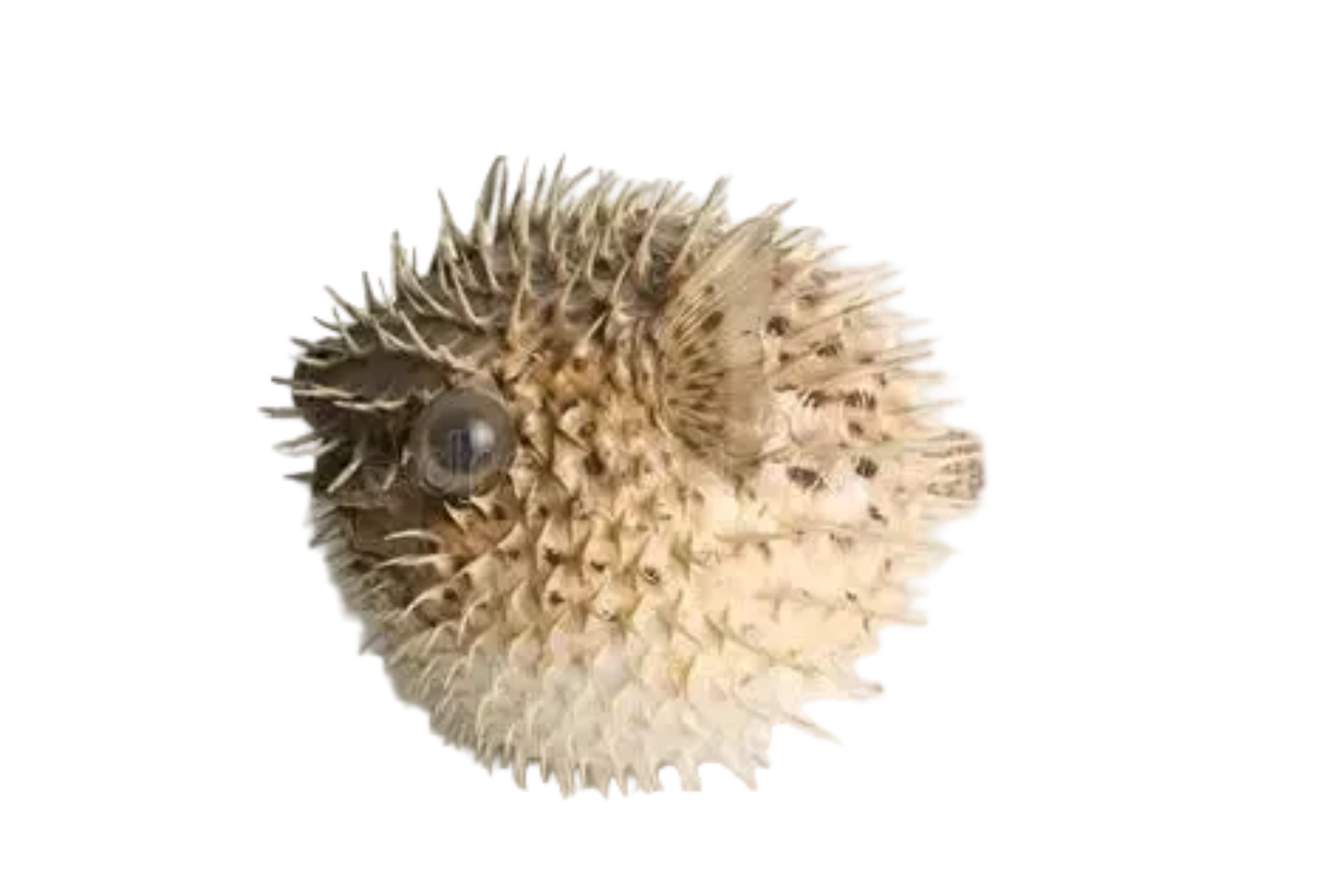 Preserved Porcupine Fish measuring 3 to 5" Sold Each     60726