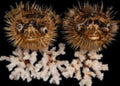 Preserved Porcupine Fish measuring 12 to 13"  Sold Each   60726