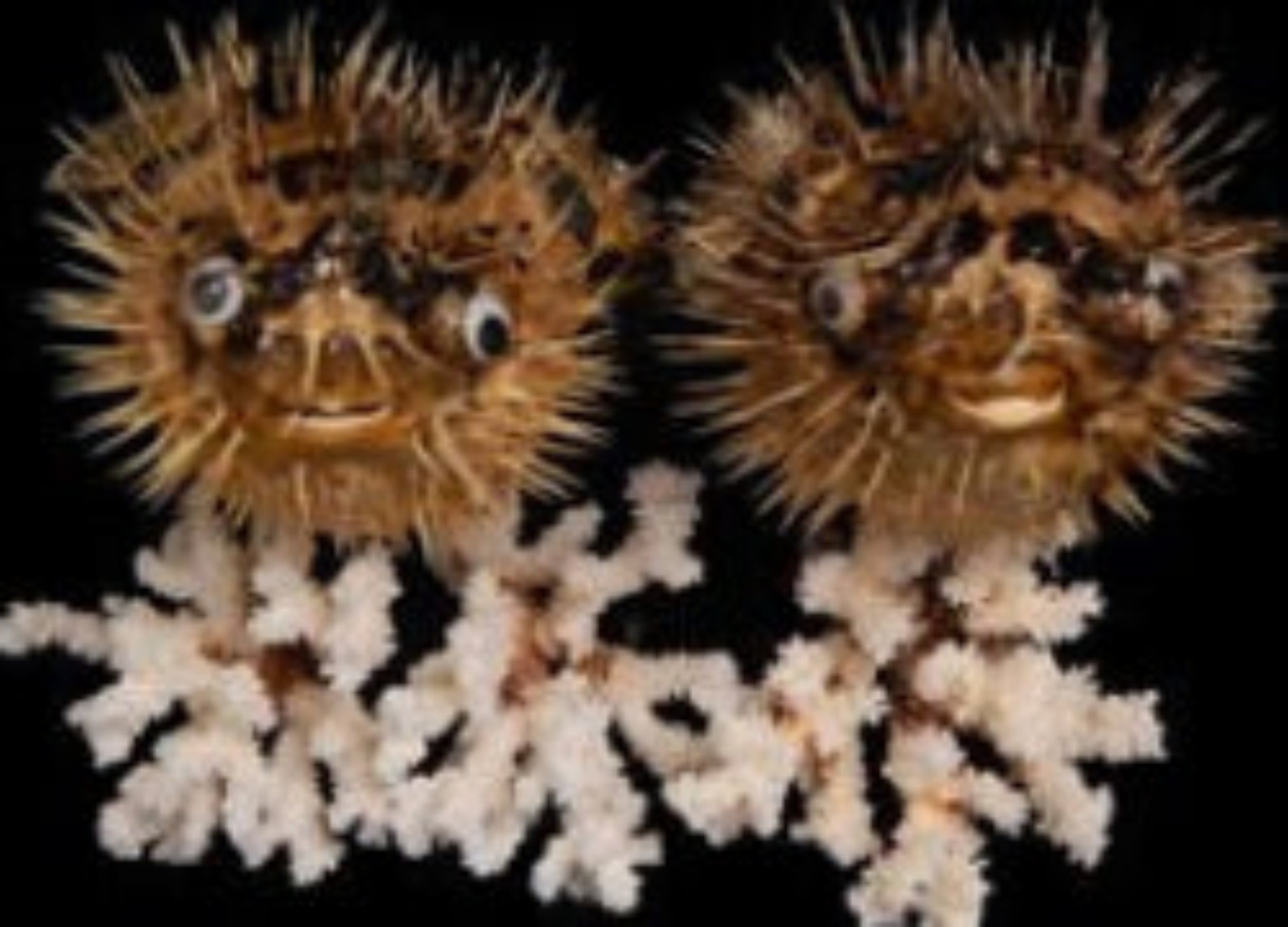 Preserved Porcupine Fish measuring 12 to 13"  Sold Each   60726