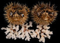 Preserved Porcupine Fish measuring 13 to 14" Sold Each   60726