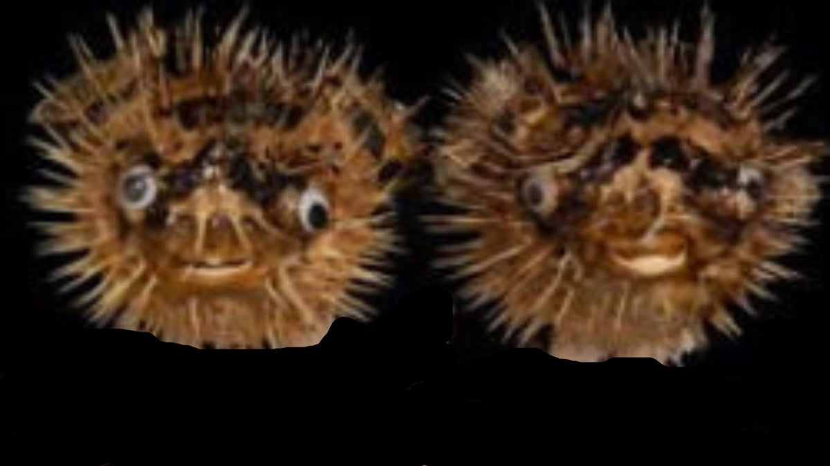 Preserved Porcupine Fish measuring 12 to 13"  Sold Each   60726