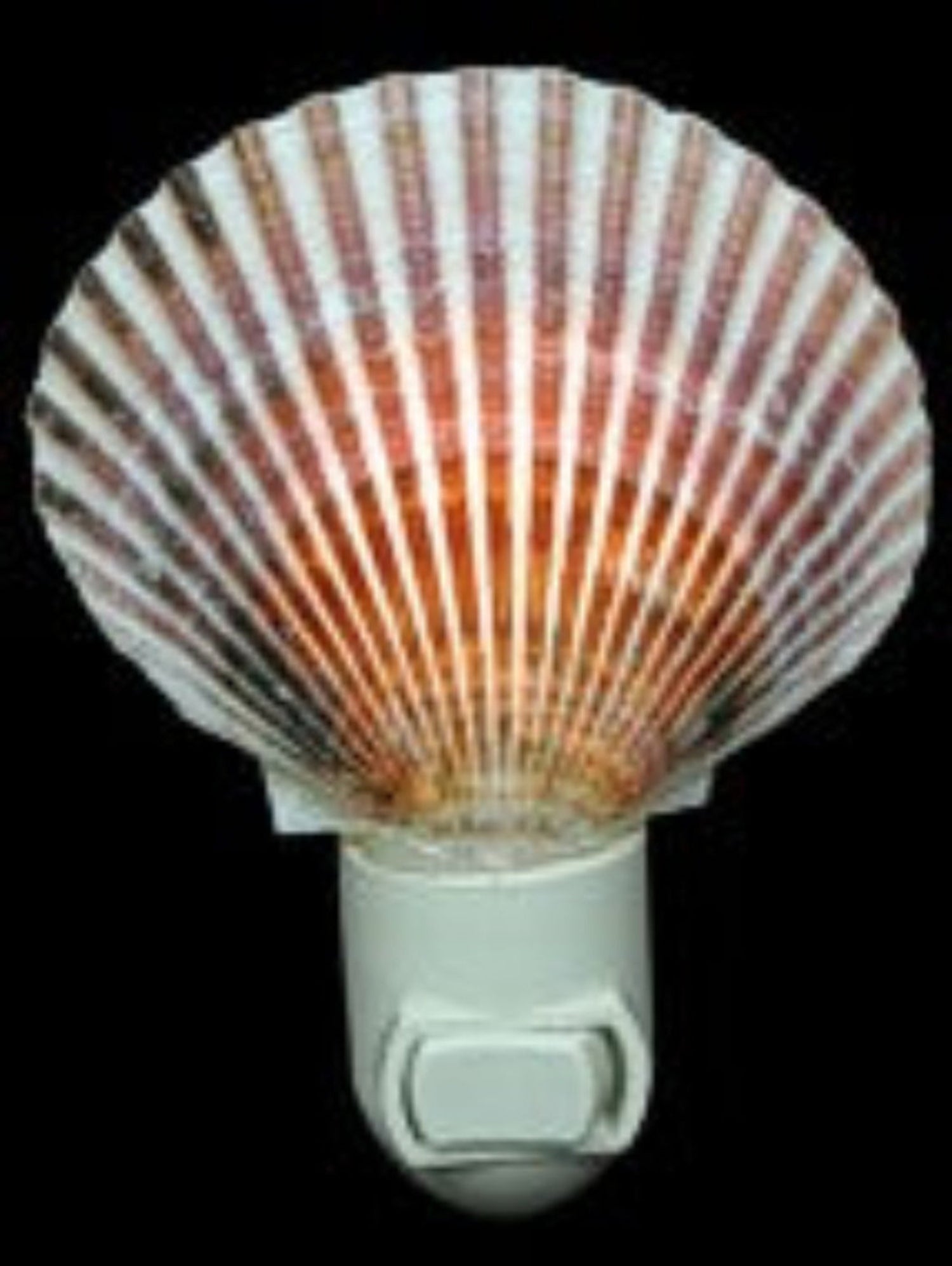 Purperatus Pectin Hand Crafted Shell Nitelite measuring 4"  Sold Each  61326