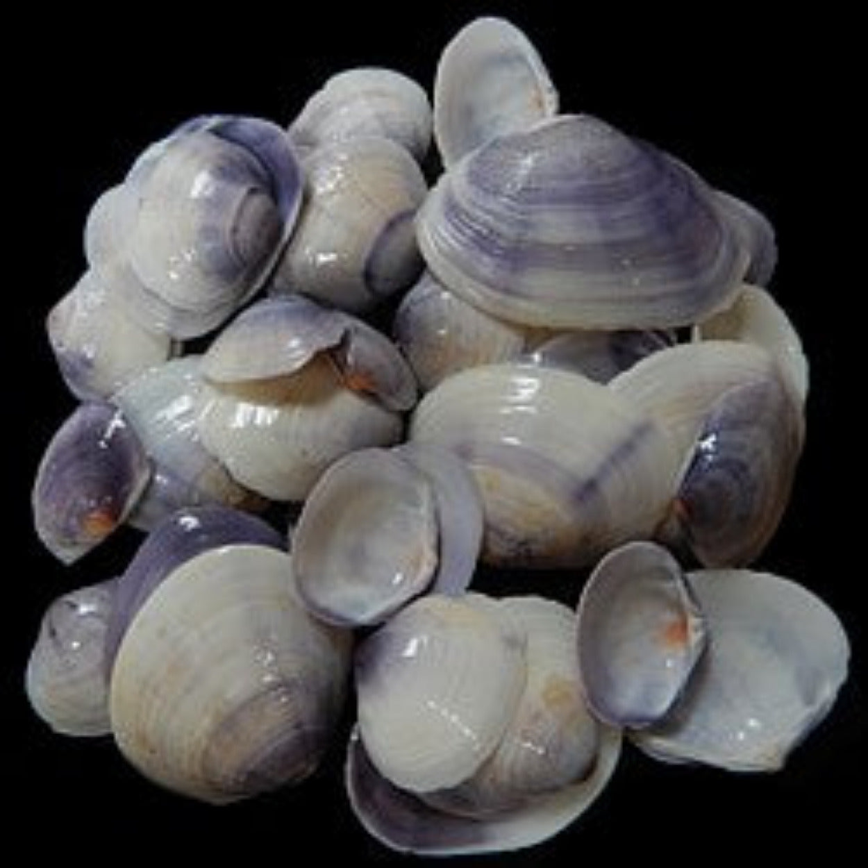 Clam (Tahiti) Purple polished 3/4 to 1 1/2" Shell Singles Sold By The  1/4 LBS ####