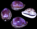 Cowry 3" Purple Top Shell  Sold Each ####