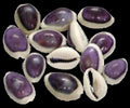 Cowrie (Purple Top) Tiger 3/4 to 1 1/4" Shell Sold Each ####