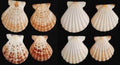 Radula Pectin Half Shells measuring 2 to 3"  Sold Each    60726