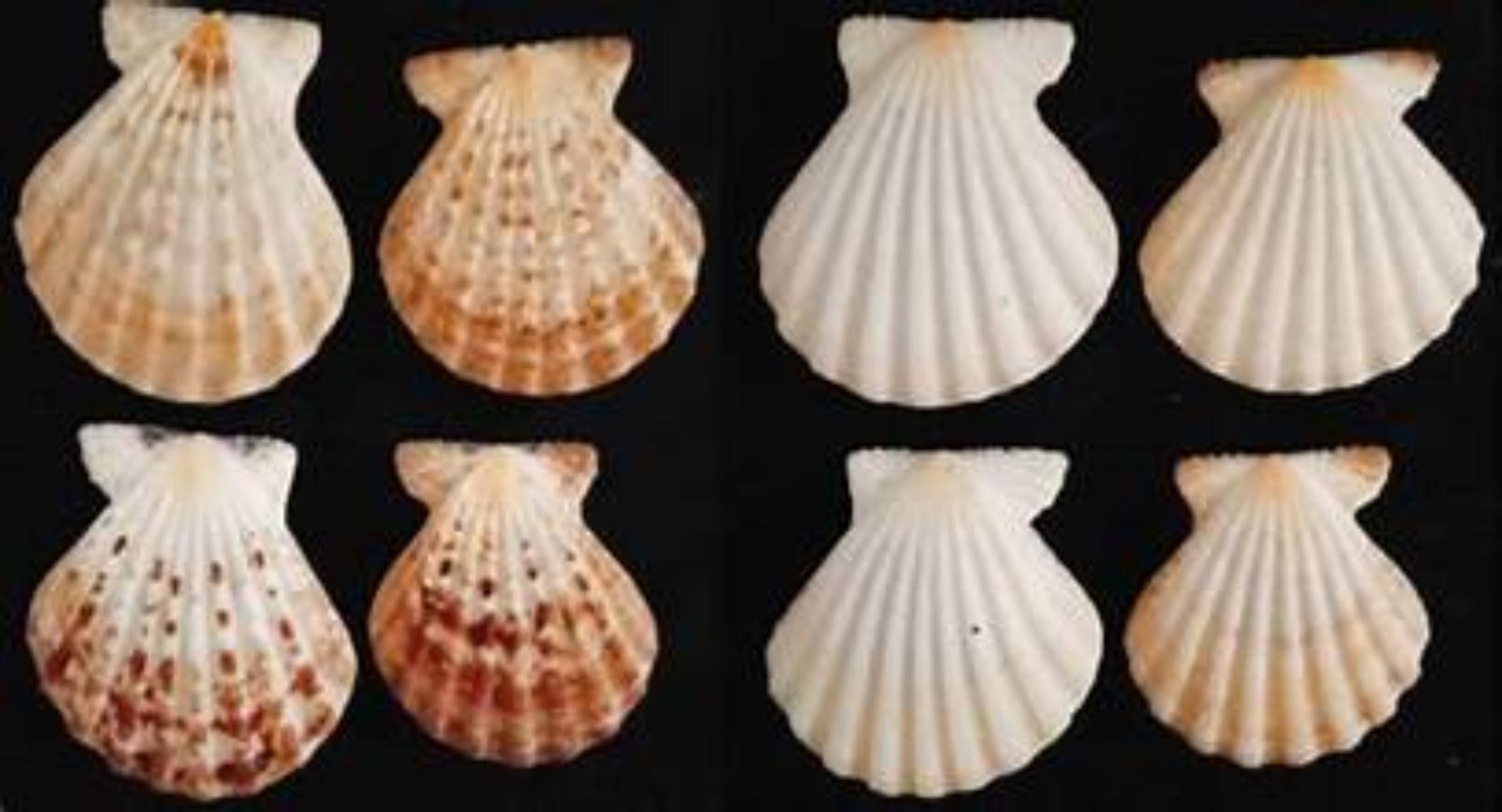 Radula Pectin Half Shells measuring 2 to 3"  Sold Each    60726