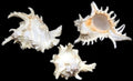 Ramosus Murex Shells measuring 3 to 4" Sold Each      60426