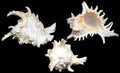 Pacific Ramosus Murex Shells measuring 8 to 9" Sold Each    60426