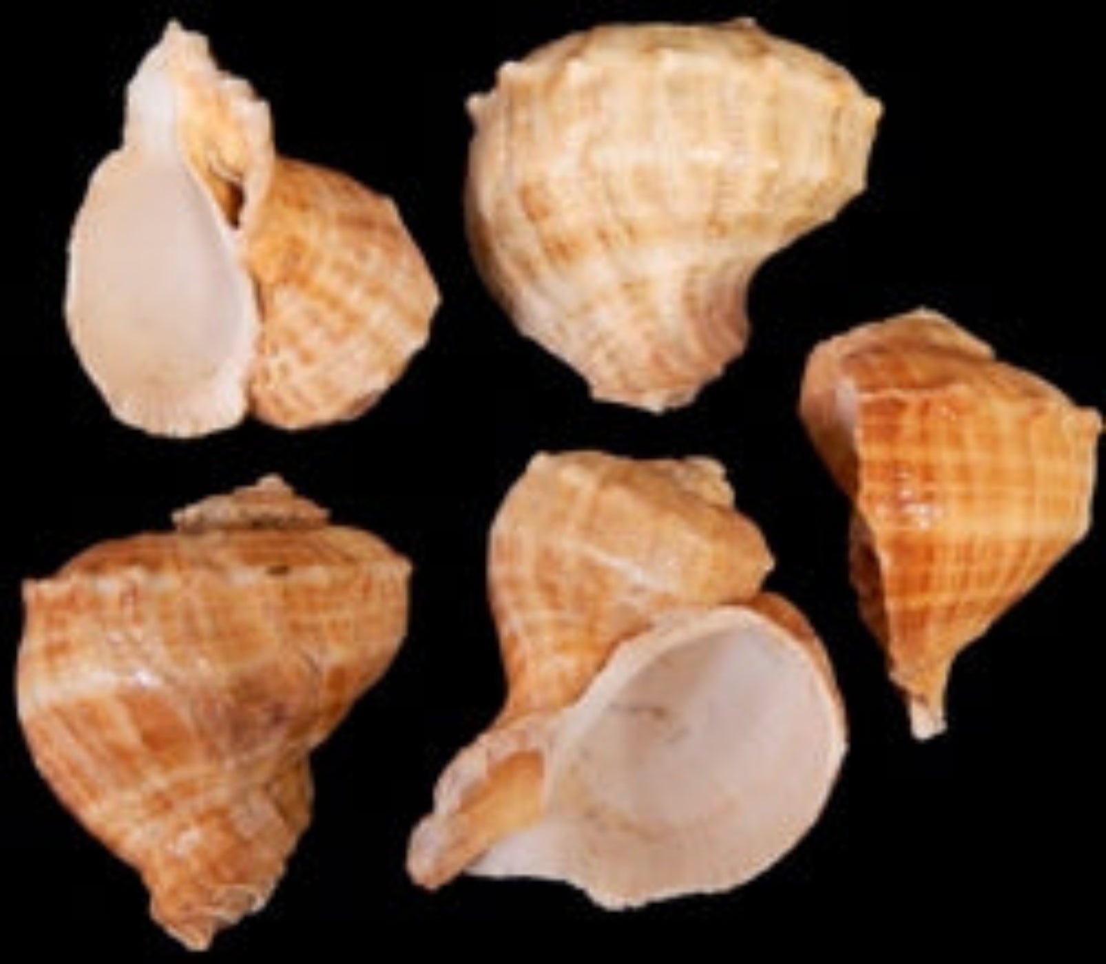 Rapana Shells measuring approximately 3"  Sold Each    60726