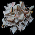 Strawberry Strombus Shell Red Lip Side Cuts measuring 1 to 2" Sold by the 1/4 LBS  31726