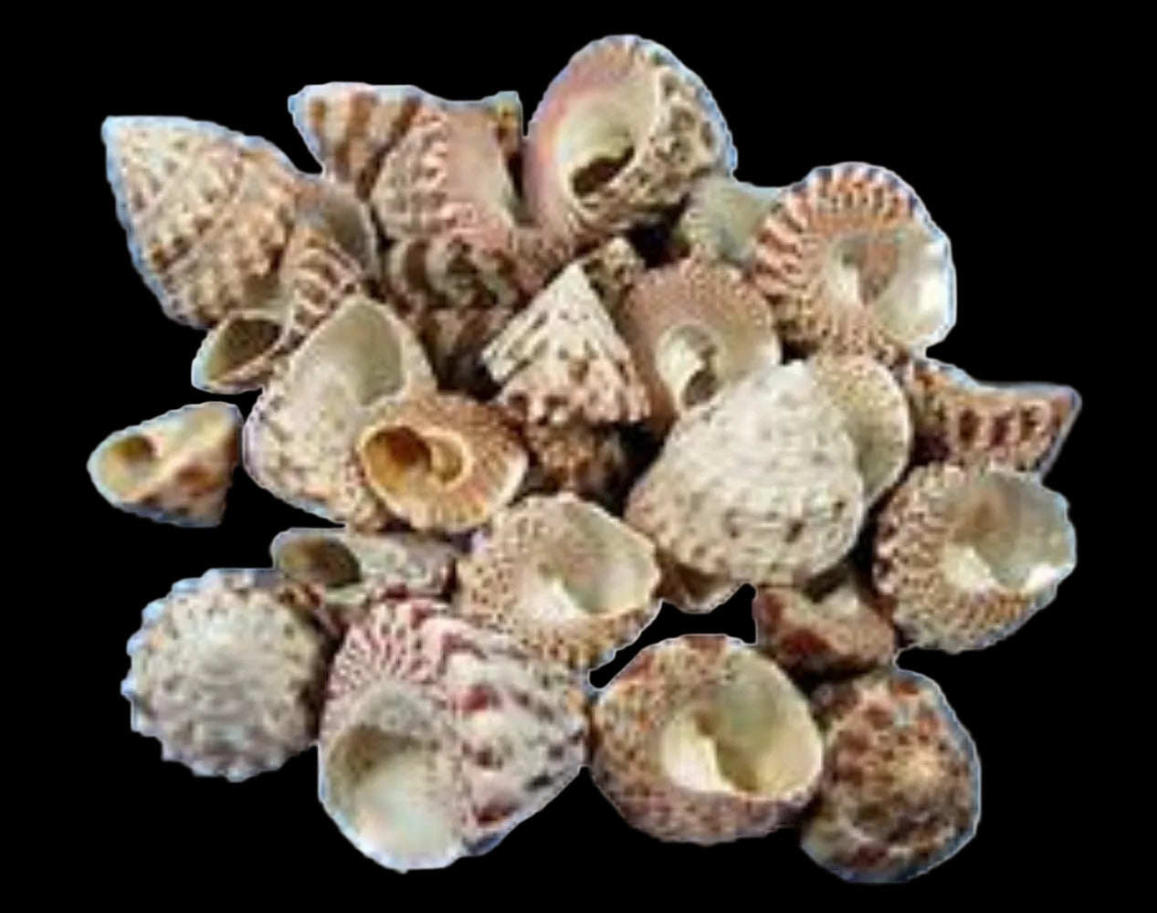 Trocus Red Stripe 1 1/4"  or Less Shells Sold Each ####