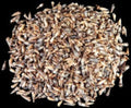 Rhinoclavis Shells measuring  1/2' or Less  Sold by the 1/4 pound   60926